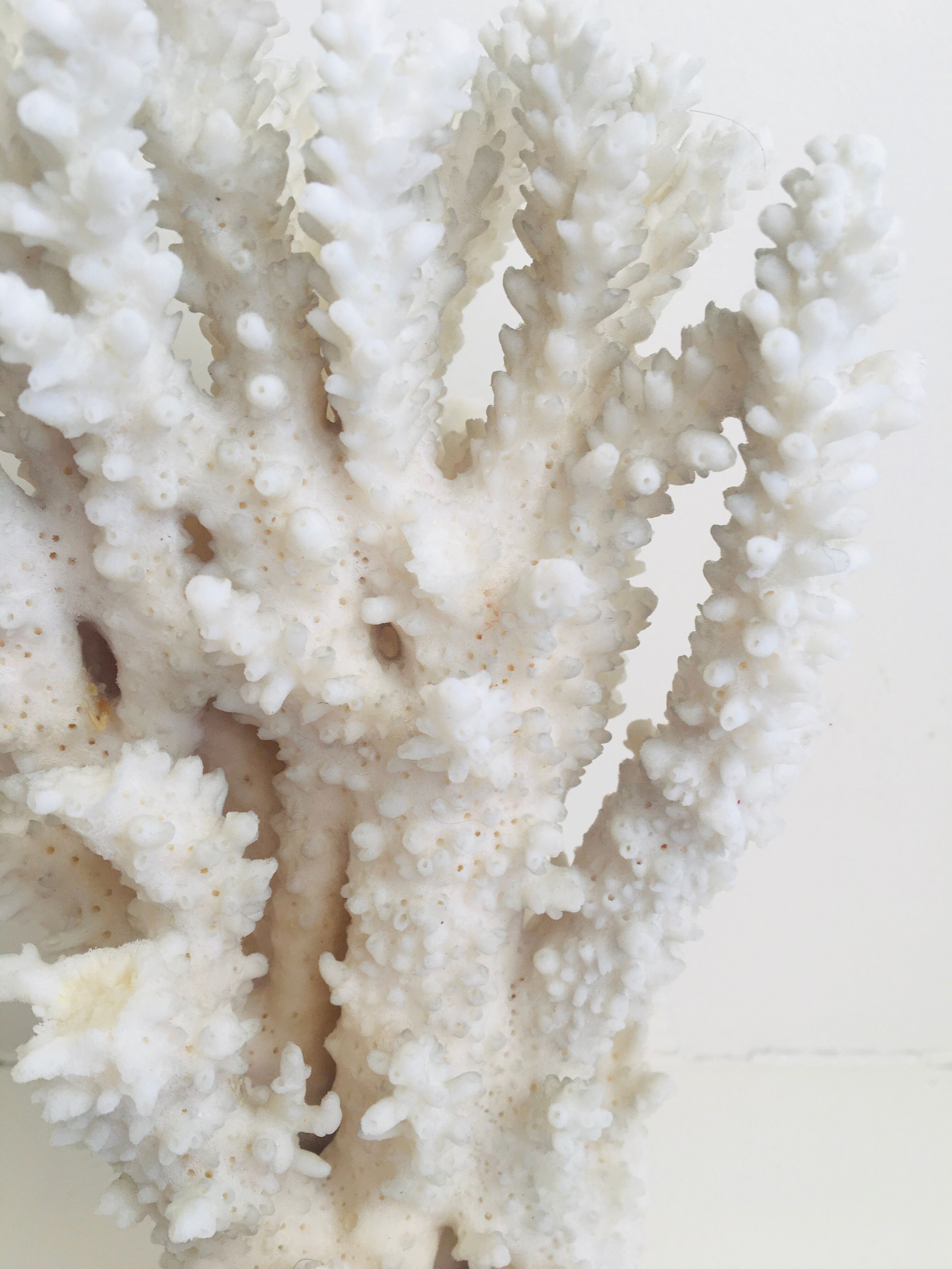 20 cm coral