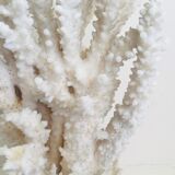 20 cm coral