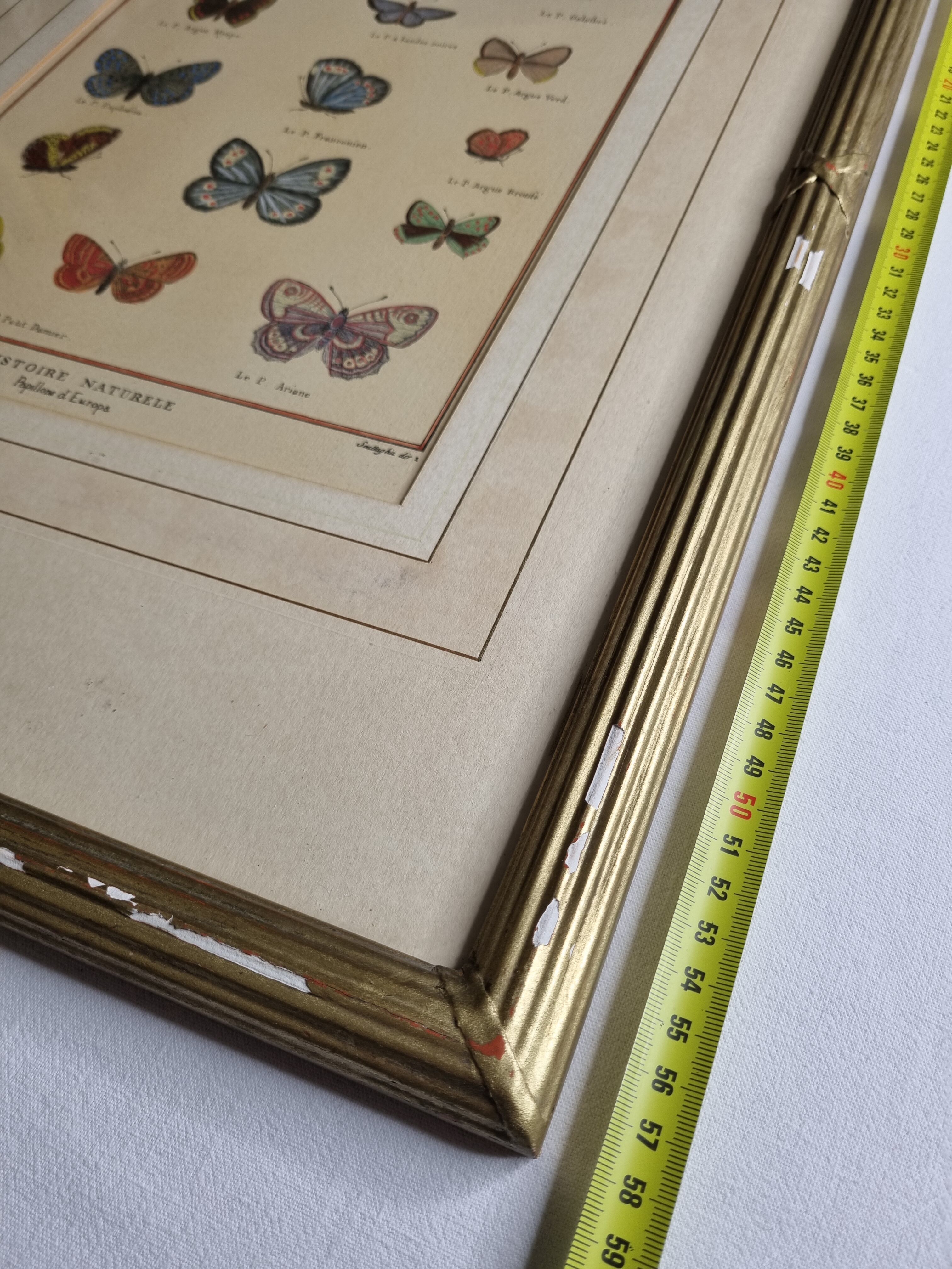 Natural history plate "The Butterflies of Europe", after Pietro Scattaglia, 18th century