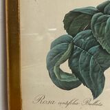 Botanical poster, Rosa Centifolia, after PJ Redouté