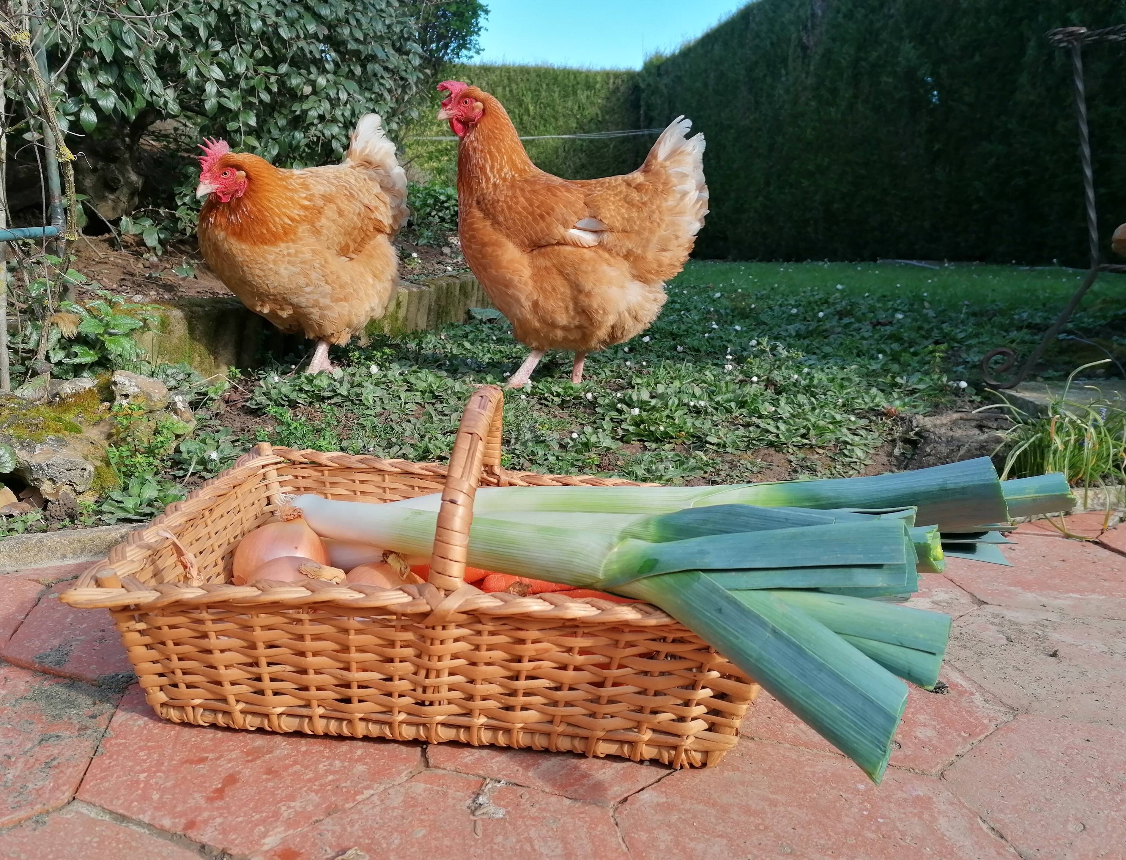 Picking rattan basket