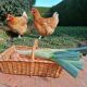 Picking rattan basket