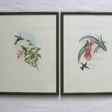 2 framed bird lithographs, vintage watercolor posters