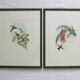 2 lithographies d'oiseaux encadrées, affiches aquarelles vintage