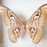 Naturalized butterfly frame