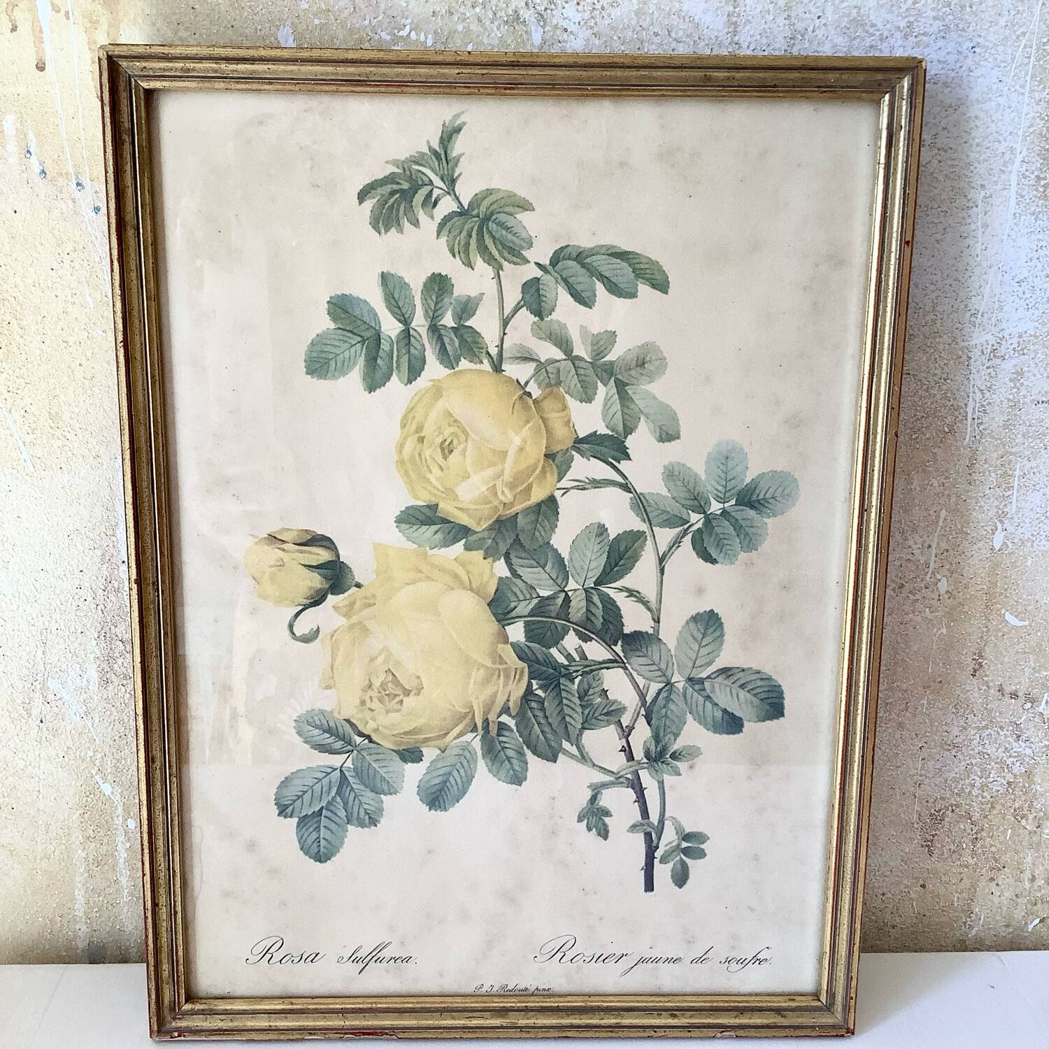 Botanical lithograph by Pierre Joseph Redouté