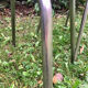 2 chaises formica bleues