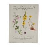Planche botanique tisane