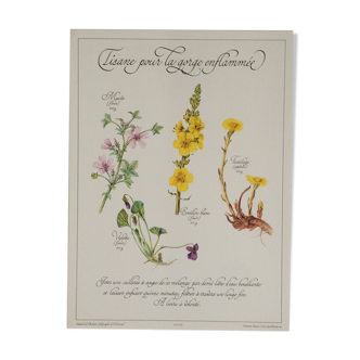 Planche botanique tisane