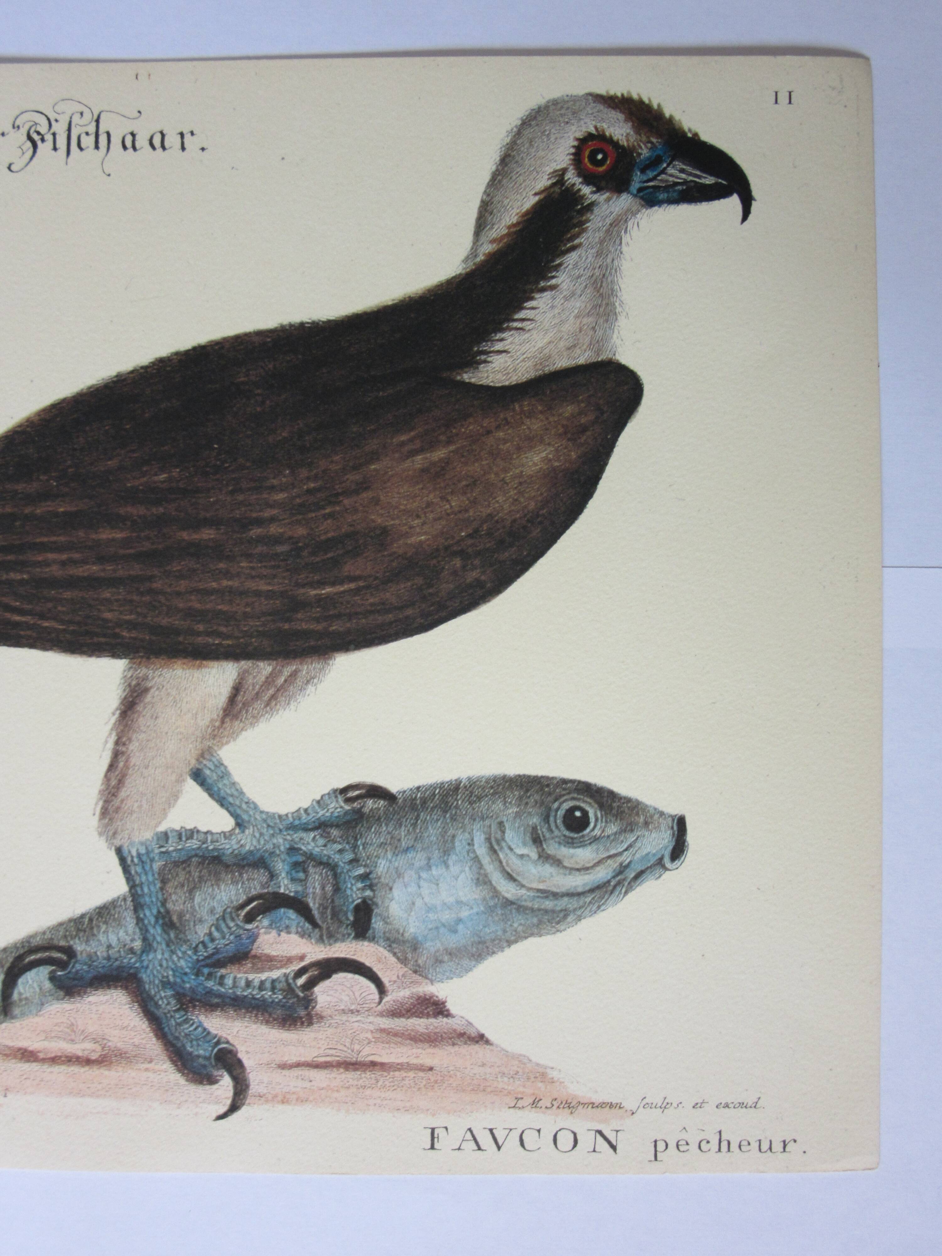 Engraving bird, falcon, repro Catesby/Seligmann
