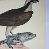 Engraving bird, falcon, repro Catesby/Seligmann