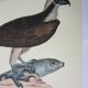 Engraving bird, falcon, repro Catesby/Seligmann