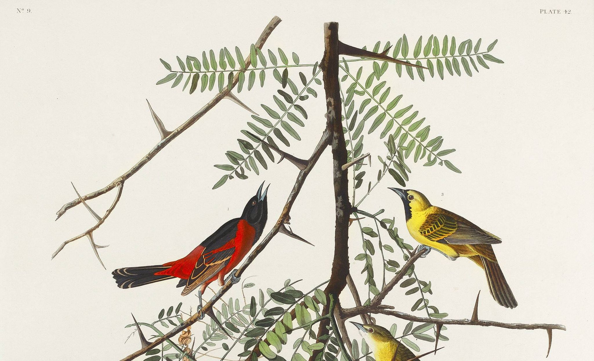 Affiche sur l’Oriole, d’après une gravure ancienne de 1827.
