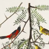 Poster about the Oriole, based on an old engraving from 1827.