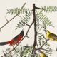 Poster about the Oriole, based on an old engraving from 1827.