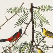 Affiche sur l’Oriole, d’après une gravure ancienne de 1827.