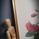 Lithograph frame rose semi double leaning buttons 43