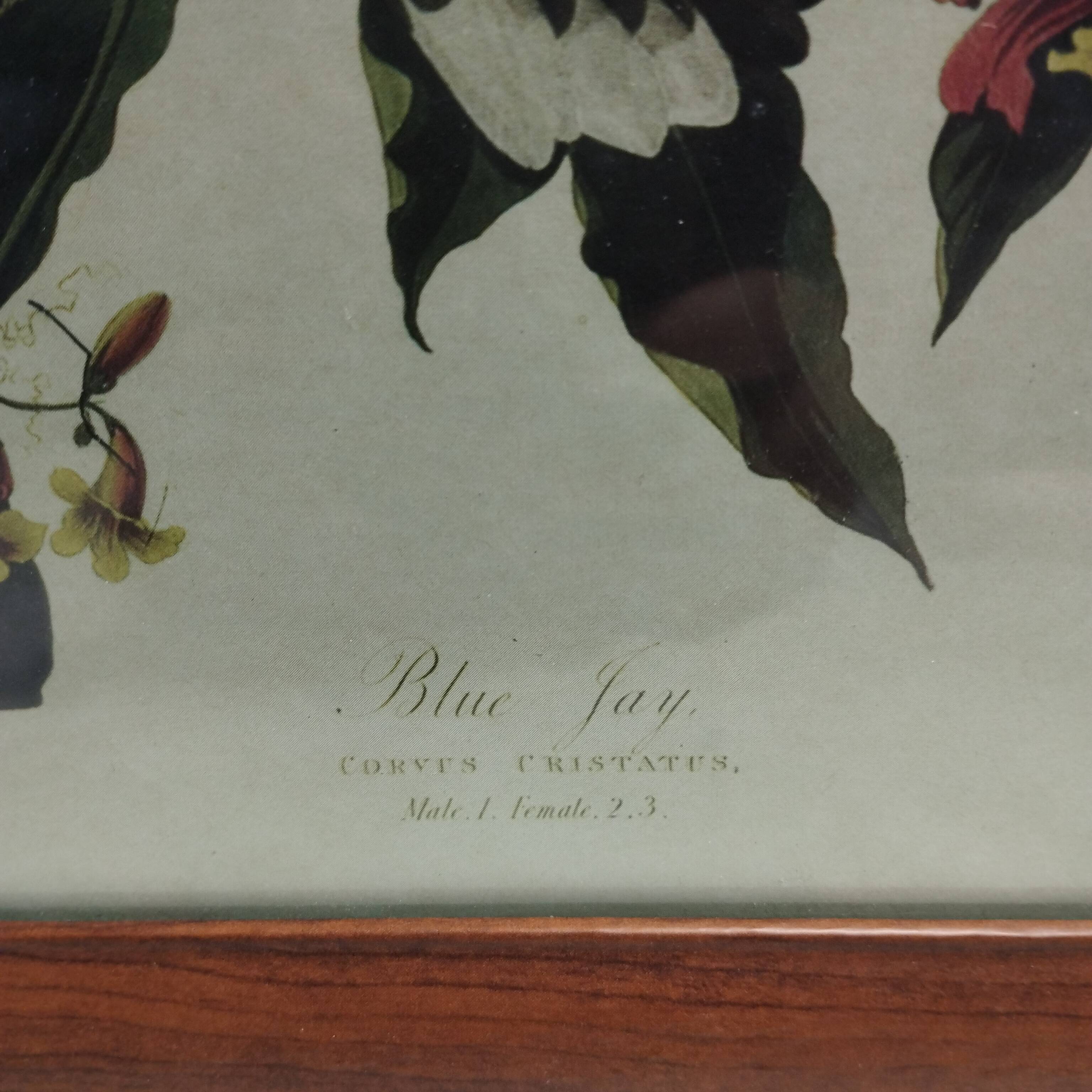 set of 3 reproductions of old illustrations by John James Audubon