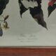 set of 3 reproductions of old illustrations by John James Audubon