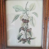 Set of 2 old frames with reproduction of fruits