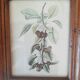 Ensemble de 2 cadres anciens avec reproduction fruits