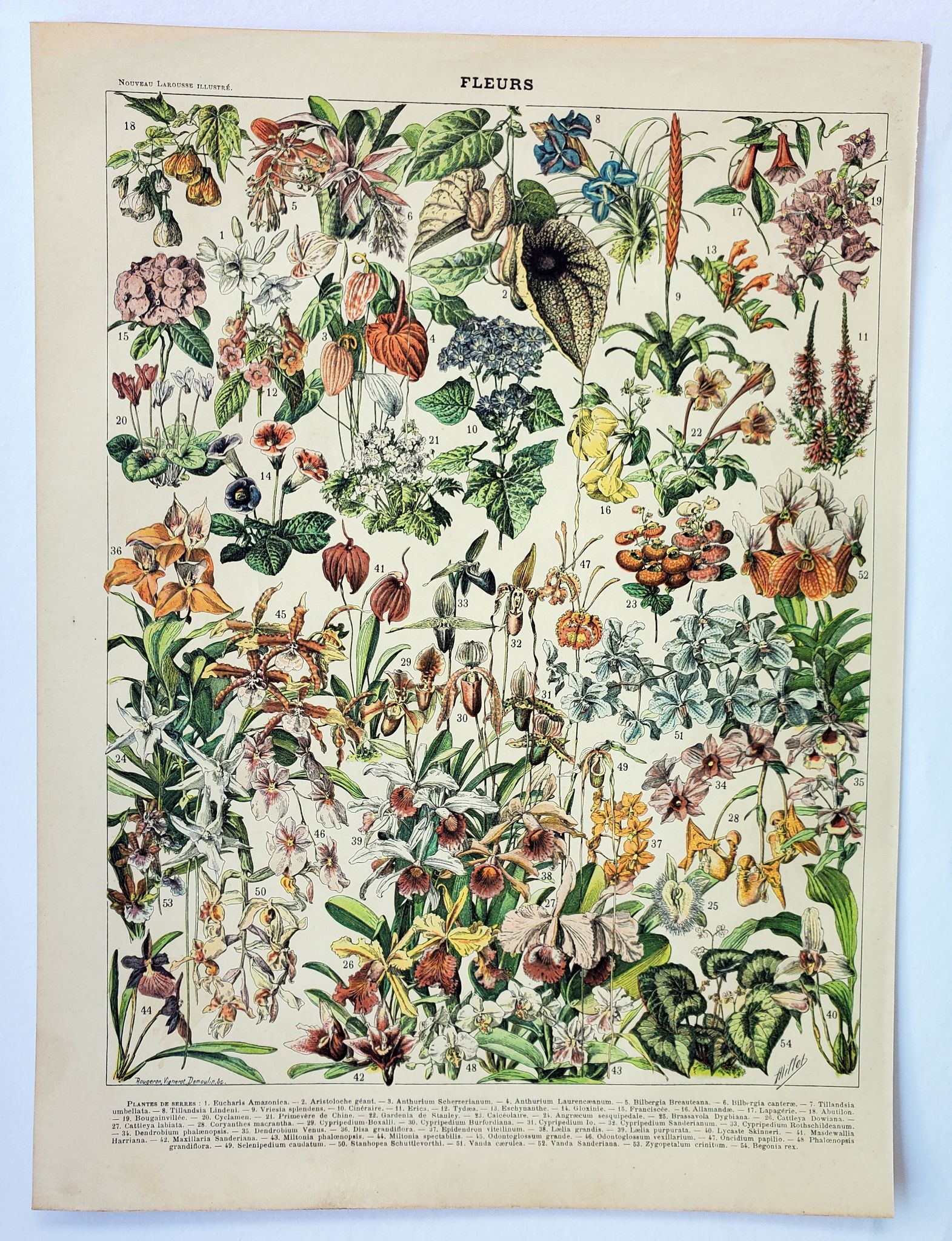Engraving • Flowers and greenhouse plants • Original and vintage poster from 1898