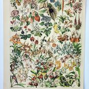 Engraving • Flowers and greenhouse plants • Original and vintage poster from 1898