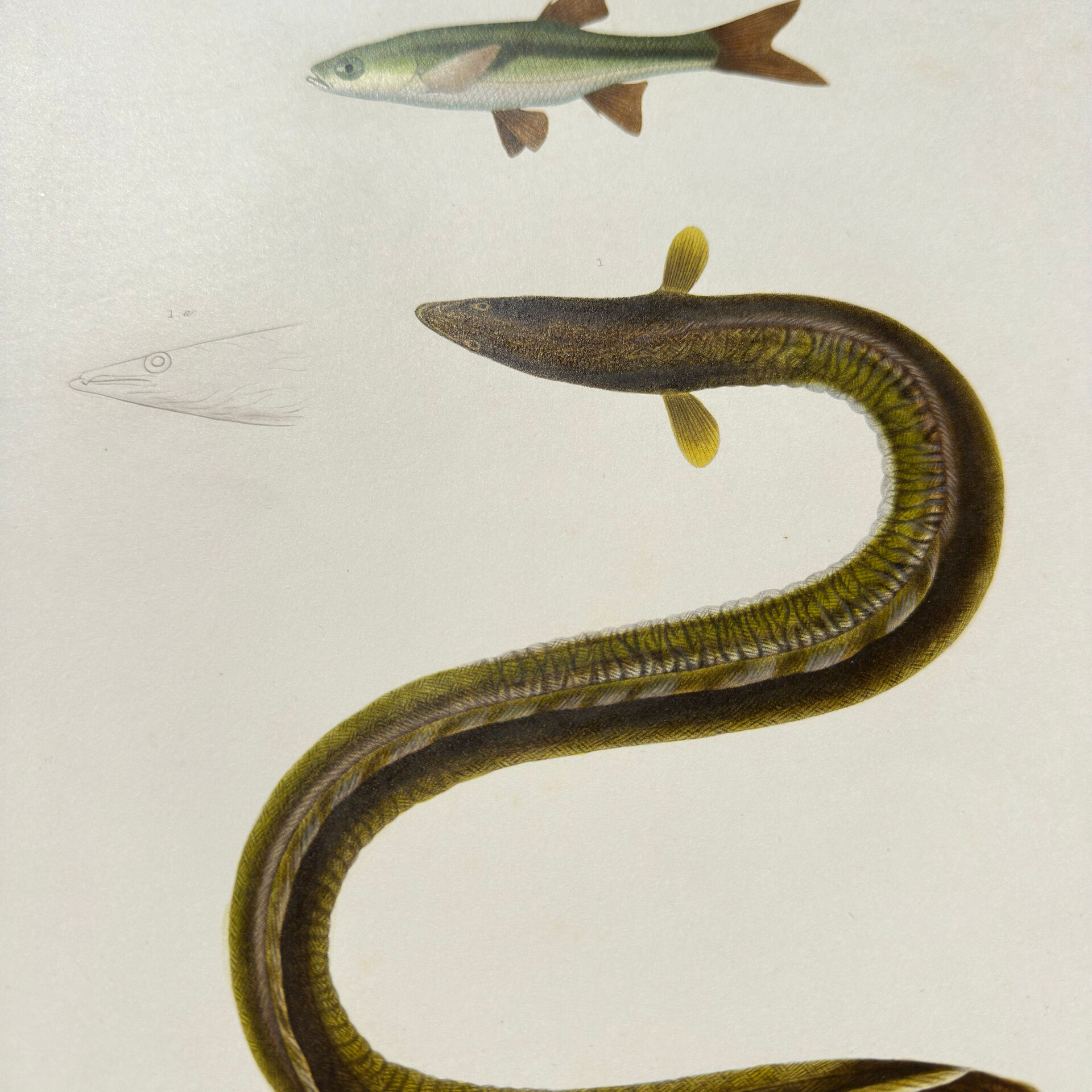Original Engraving 1840 Coloured Hand-drawn Naturalist Exploration