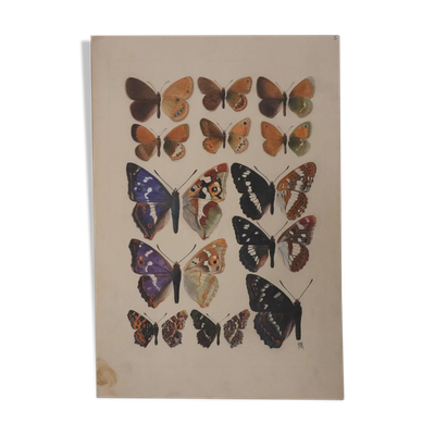 Roger metaye : papillons marrons et violets, aquarelle originale signée