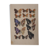Roger metaye: brown and purple butterflies, original signed watercolor