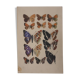Roger metaye: brown and purple butterflies, original signed watercolor