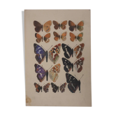 Roger metaye : papillons marrons et violets, aquarelle originale signée