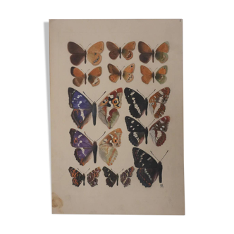 Roger metaye: brown and purple butterflies, original signed watercolor