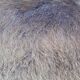 Goat skin