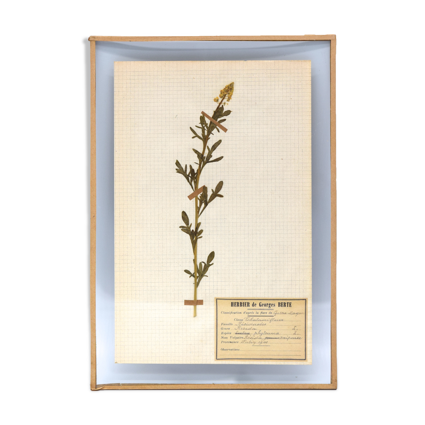 George Bert Herbarium