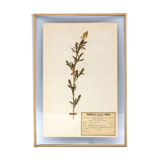George Bert Herbarium