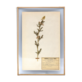 George Bert Herbarium