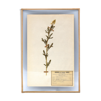 George Bert Herbarium