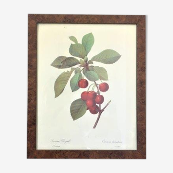 Botanical poster 70s Redouté Cherry tree