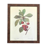 Botanical poster 70s Redouté Cherry tree