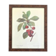 Affiche botanique années 70 Redouté Cerisier