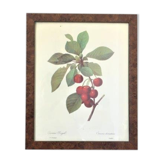 Botanical poster 70s Redouté Cherry tree