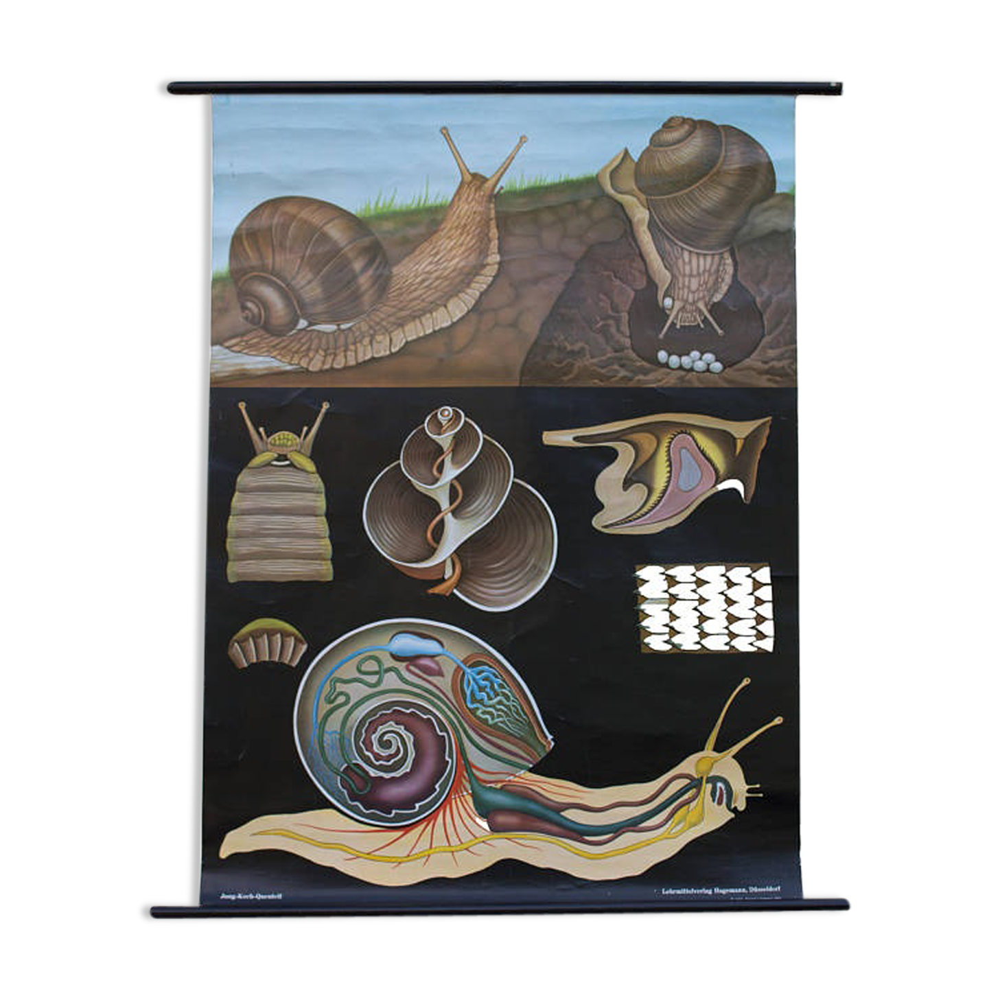 Poster of the Jung-Koch-Quentell School, slug, 1959