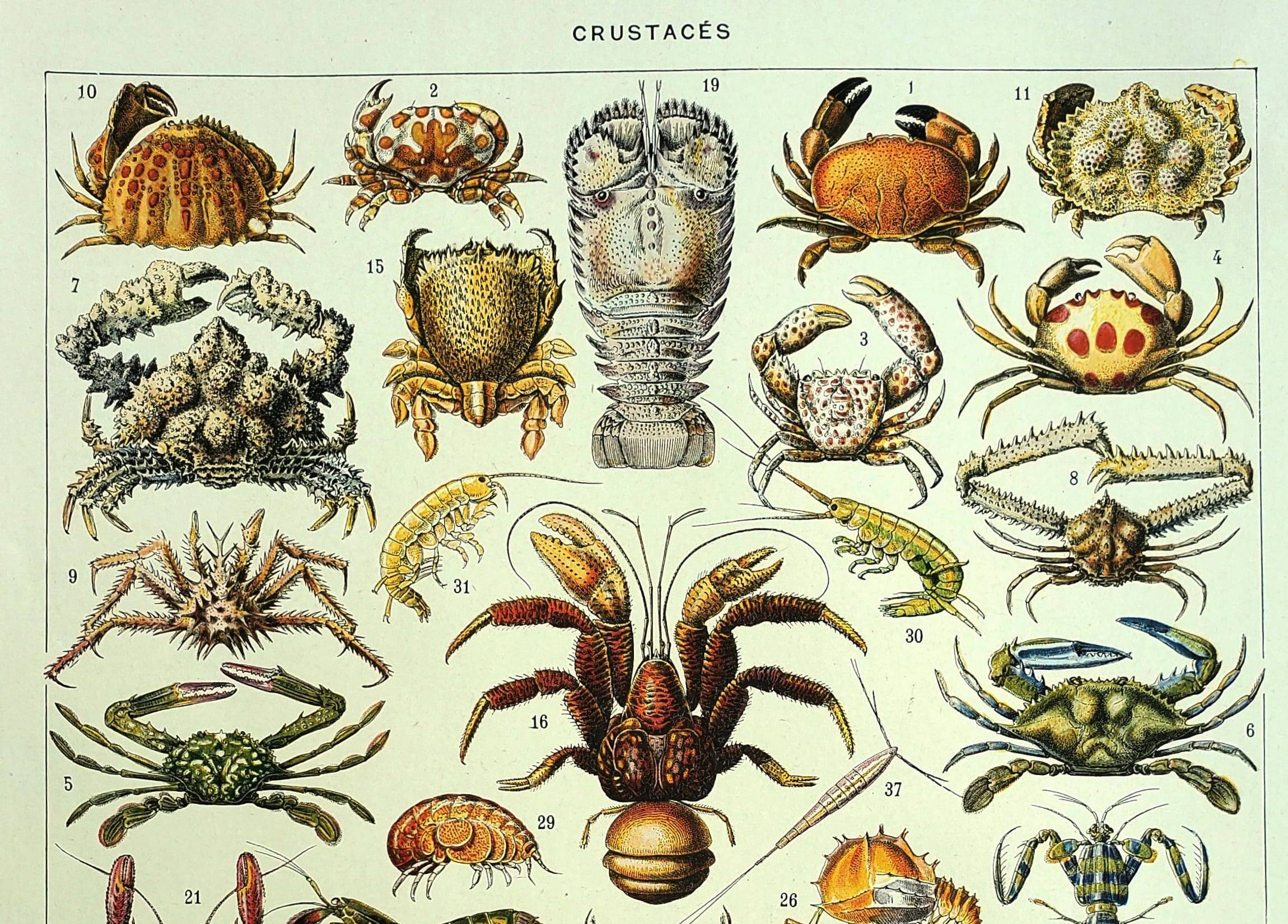 Old engraving 1928 - Crustaceans by A. Millot. Plate sea, beach, ocean.