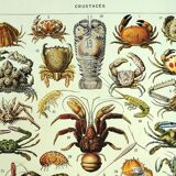 Old engraving 1928 - Crustaceans by A. Millot. Plate sea, beach, ocean.