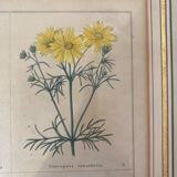 Botanical plate of mountain flowers from the 1960s.