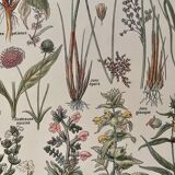 Lithographie sur les plantes de prairies de 1921