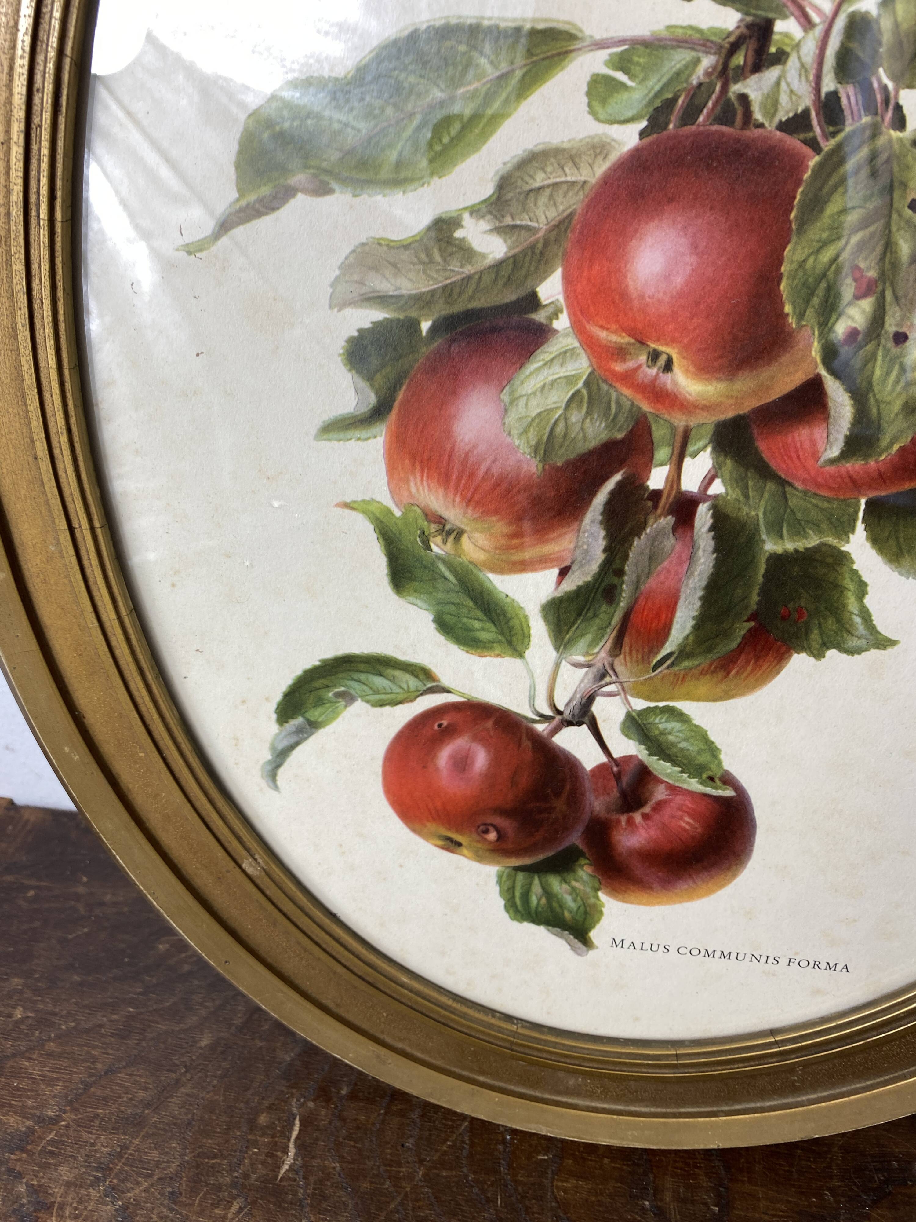 Affiche botanique Malus Communis encadrée