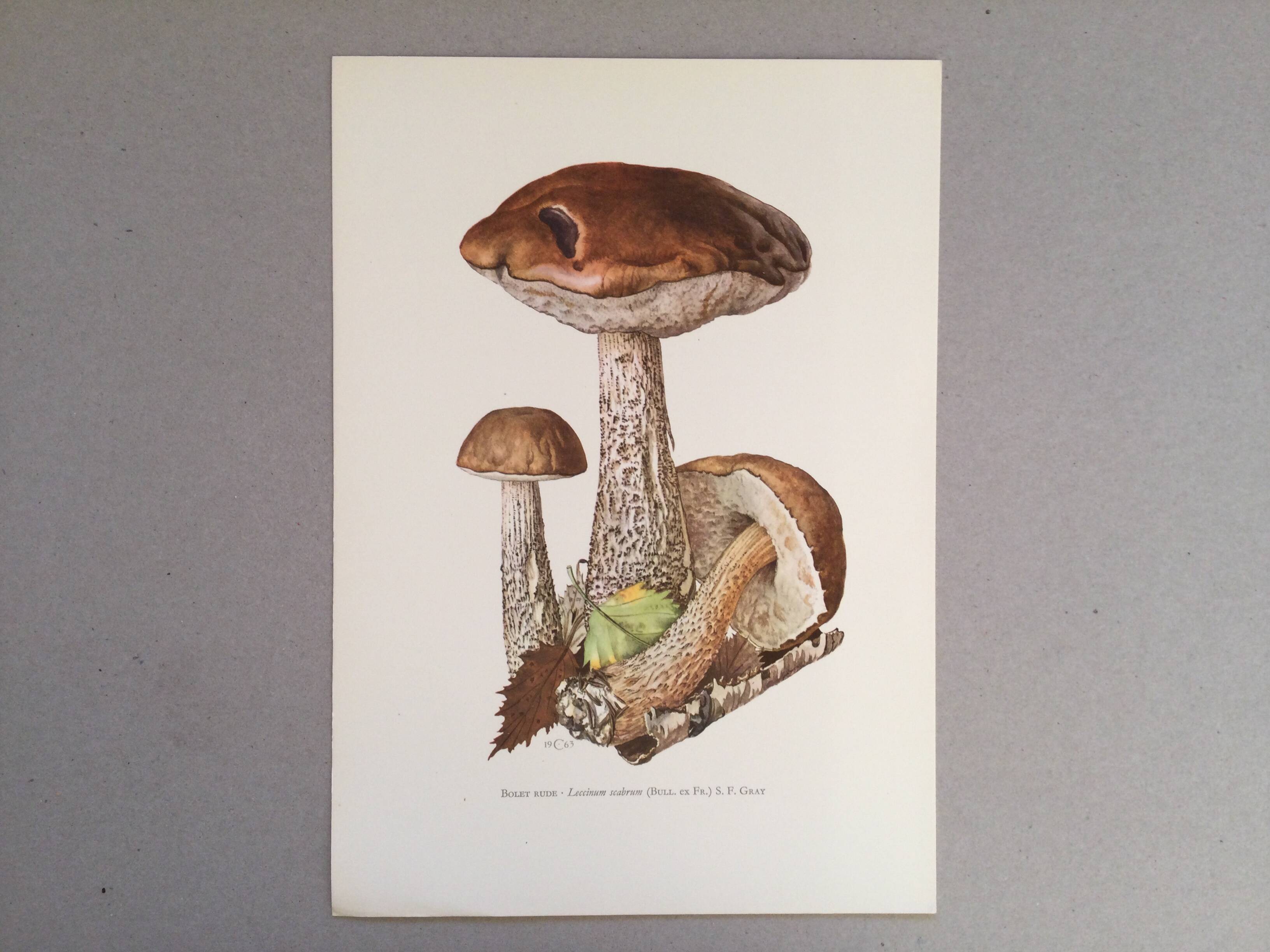 Botanical illustration "mushrooms", 1960s