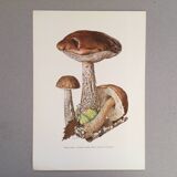 Botanical illustration "mushrooms", 1960s